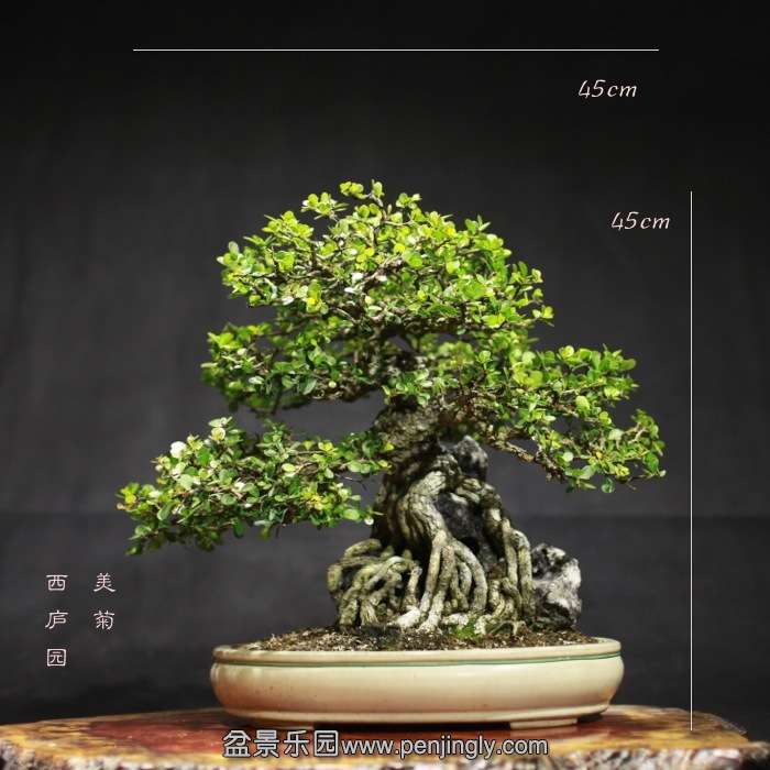 bonsai15121825.jpg