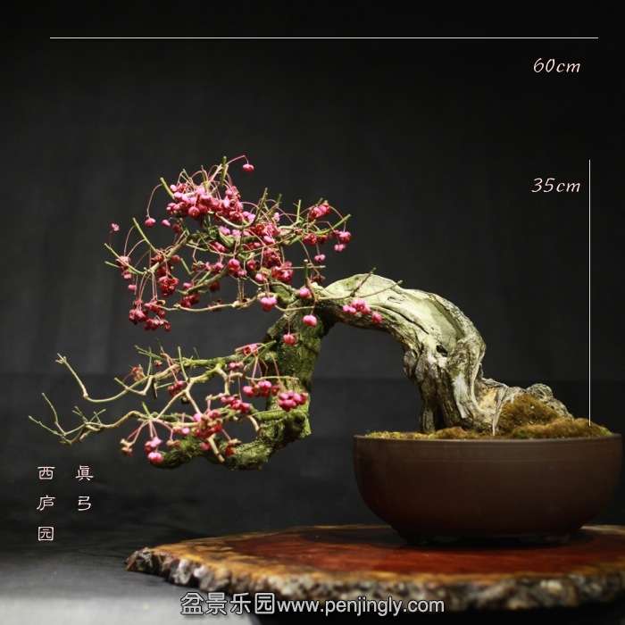 bonsai15121821.jpg