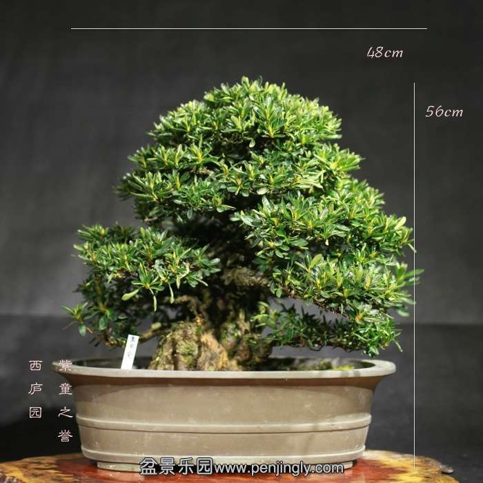 bonsai15121834.jpg