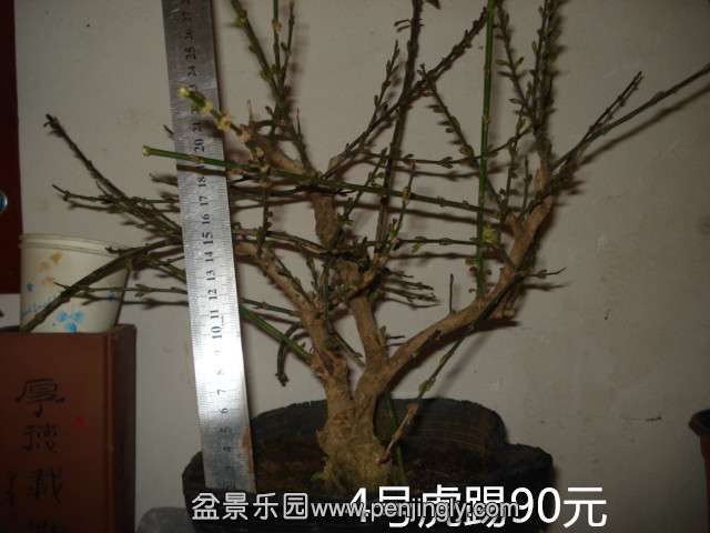 DSC01484.JPG