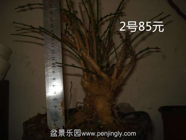 DSC01472.JPG