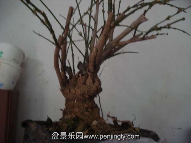 DSC01476.JPG
