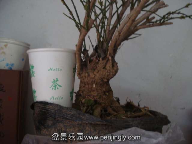 DSC01479.JPG