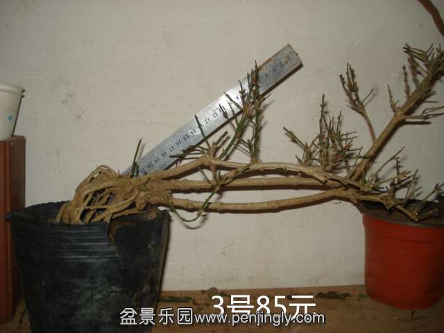 DSC01480.JPG