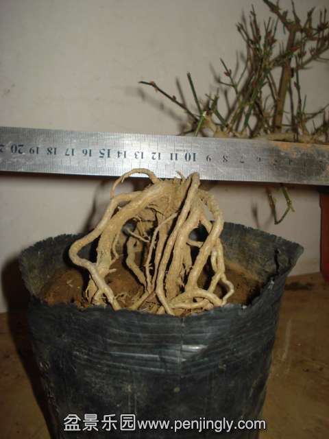 DSC01482.JPG