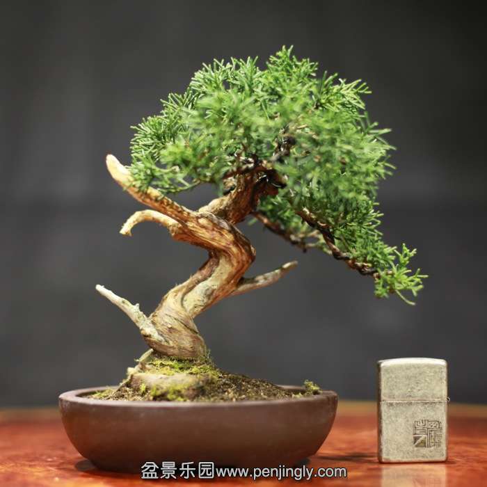 bonsai15122002.jpg