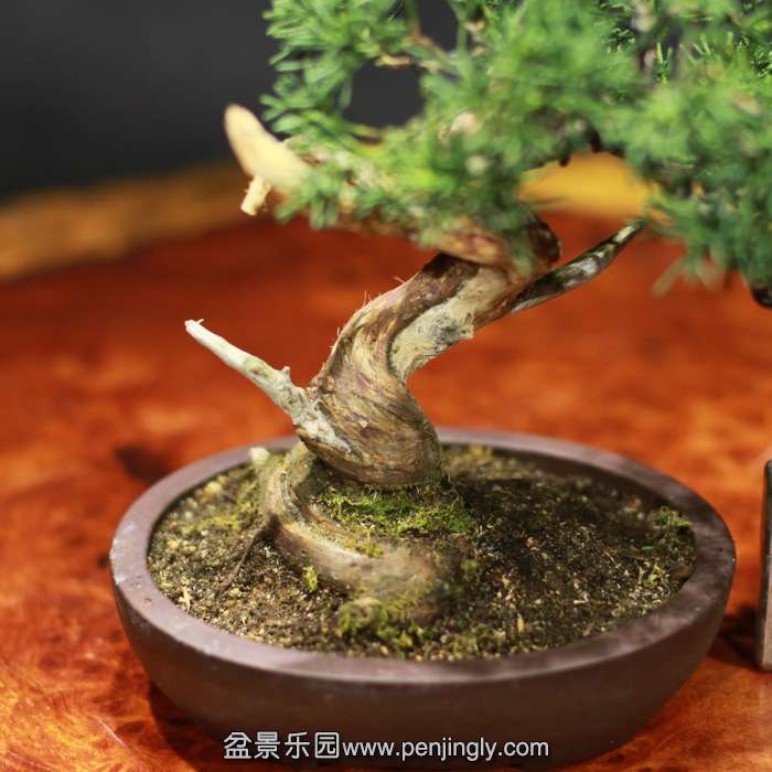 bonsai15122003.jpg