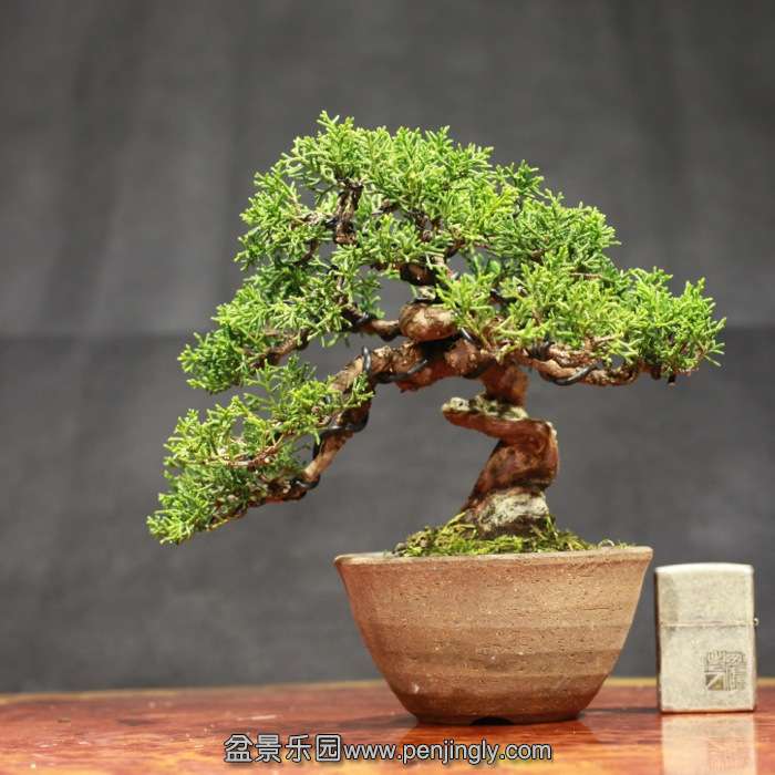 bonsai15122004.jpg