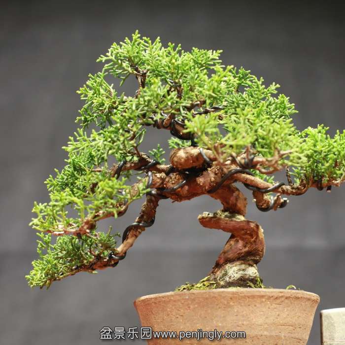bonsai15122006.jpg