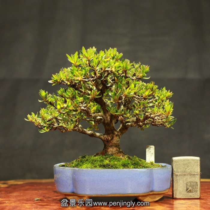 bonsai15122007.jpg