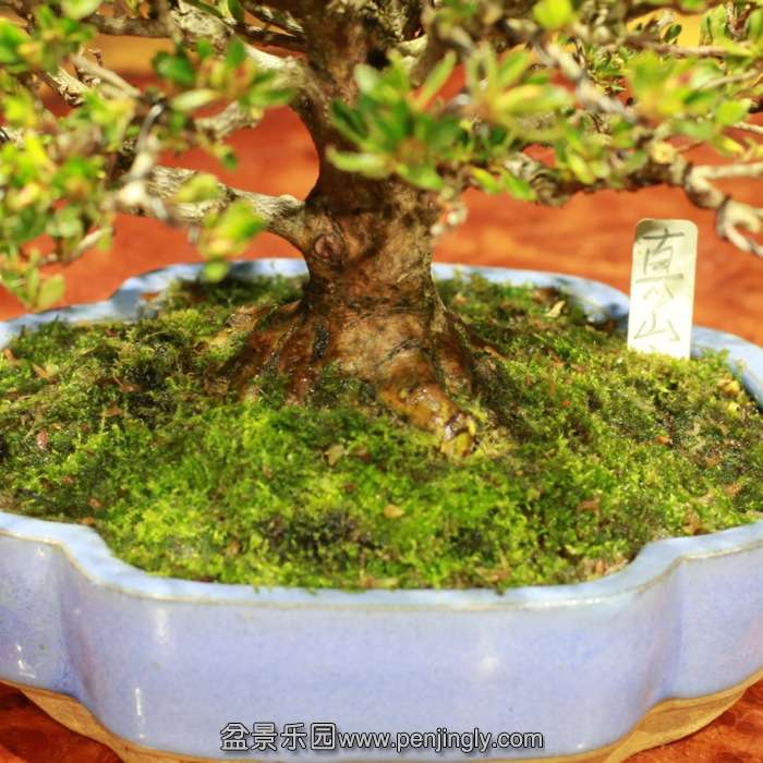 bonsai15122008.jpg