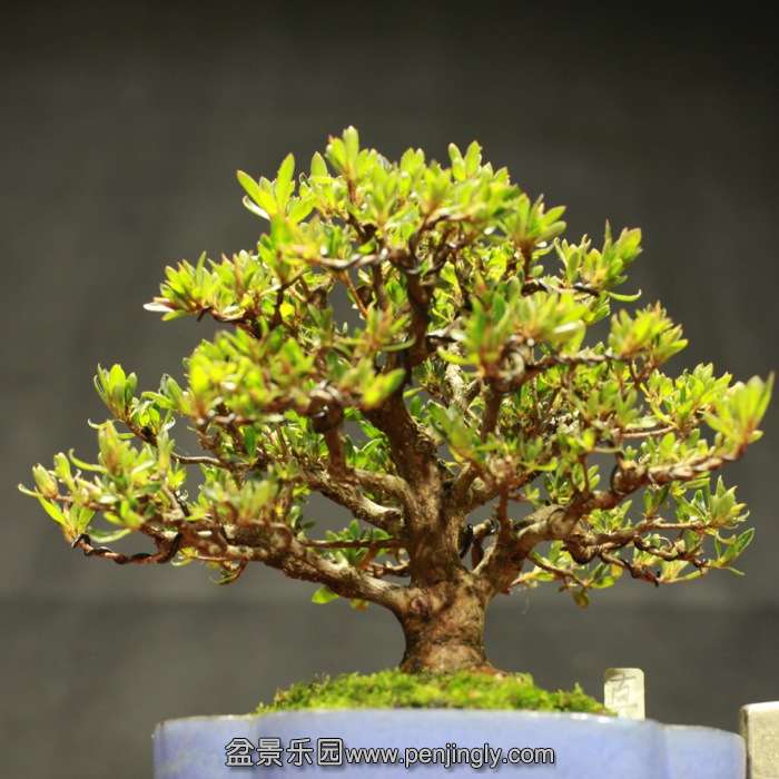 bonsai15122010.jpg