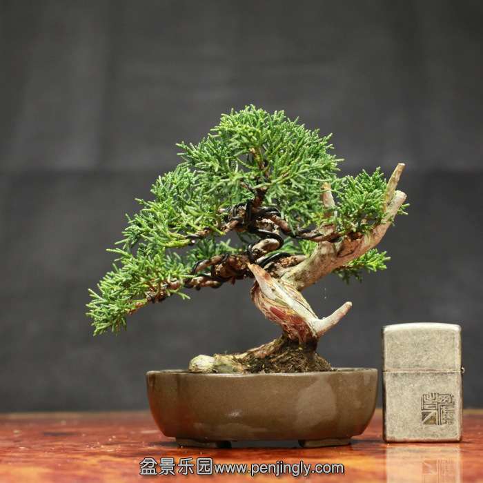 bonsai15122011.jpg