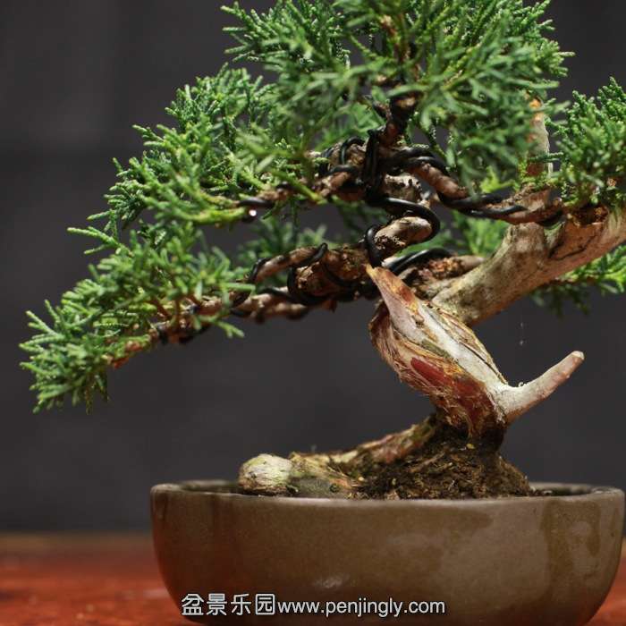 bonsai15122013.jpg