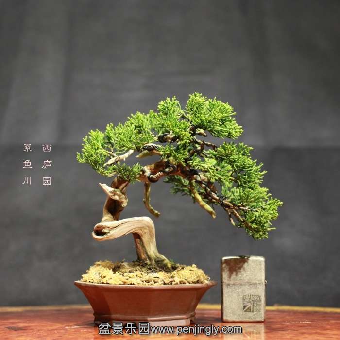 bonsai15122107.jpg