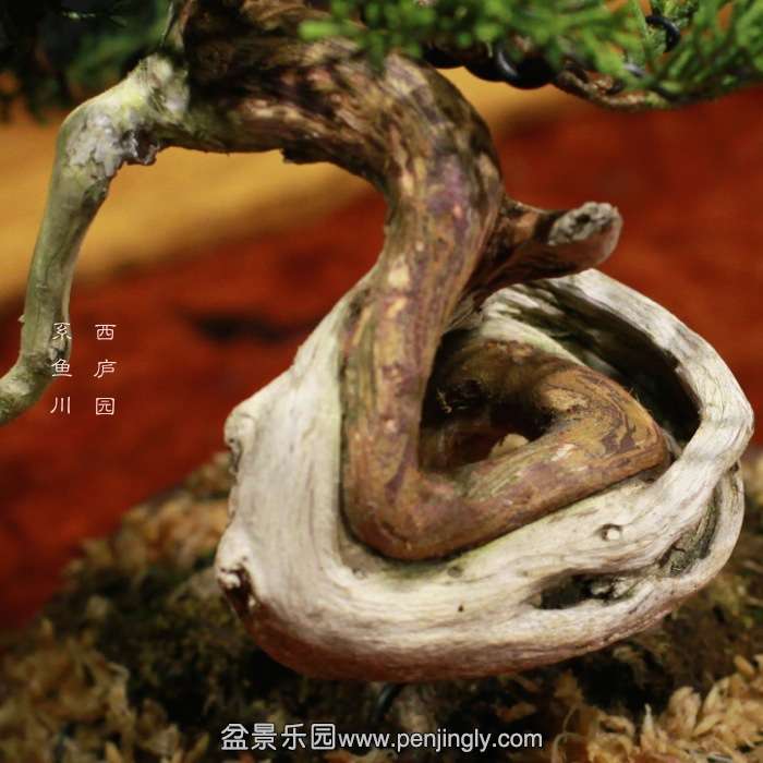 bonsai15122110.jpg