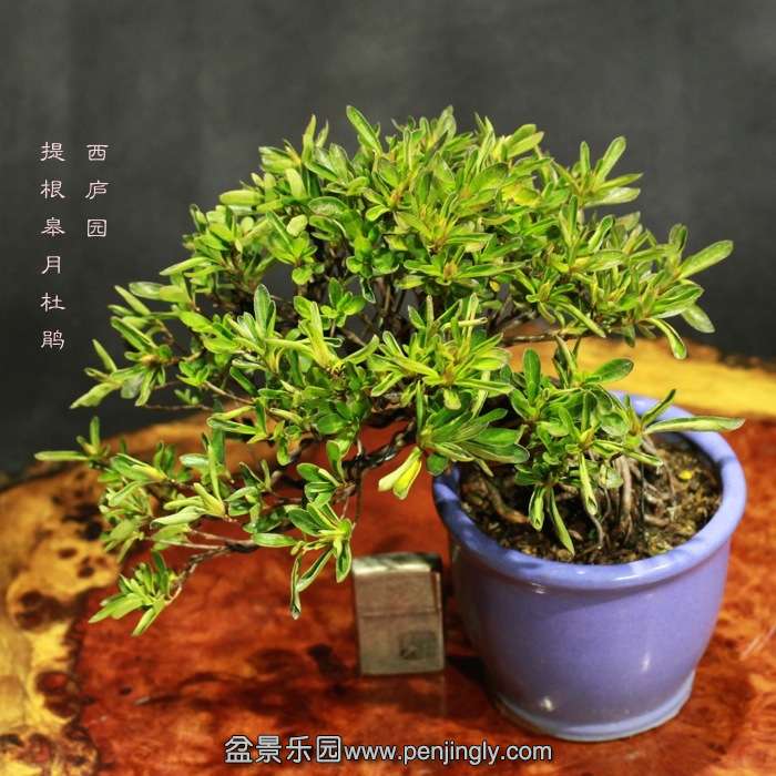 bonsai15122112.jpg