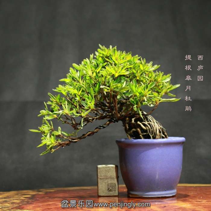 bonsai15122111.jpg
