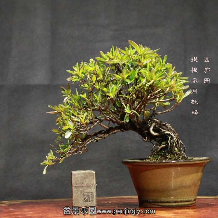bonsai15122113.jpg