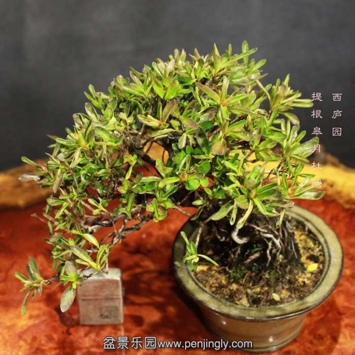 bonsai15122114.jpg