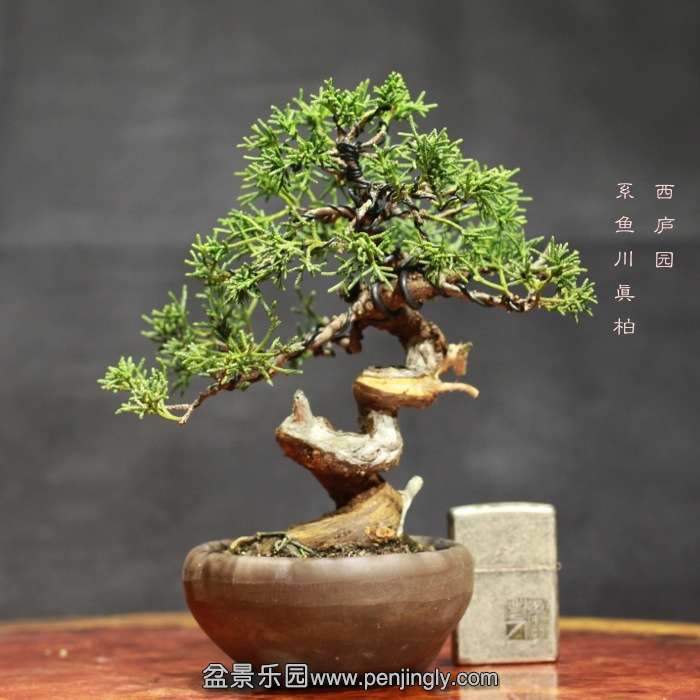 bonsai15122115.jpg