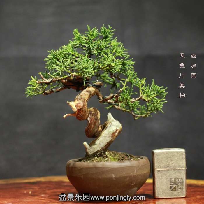 bonsai15122117.jpg