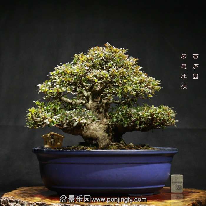 bonsai15122118.jpg