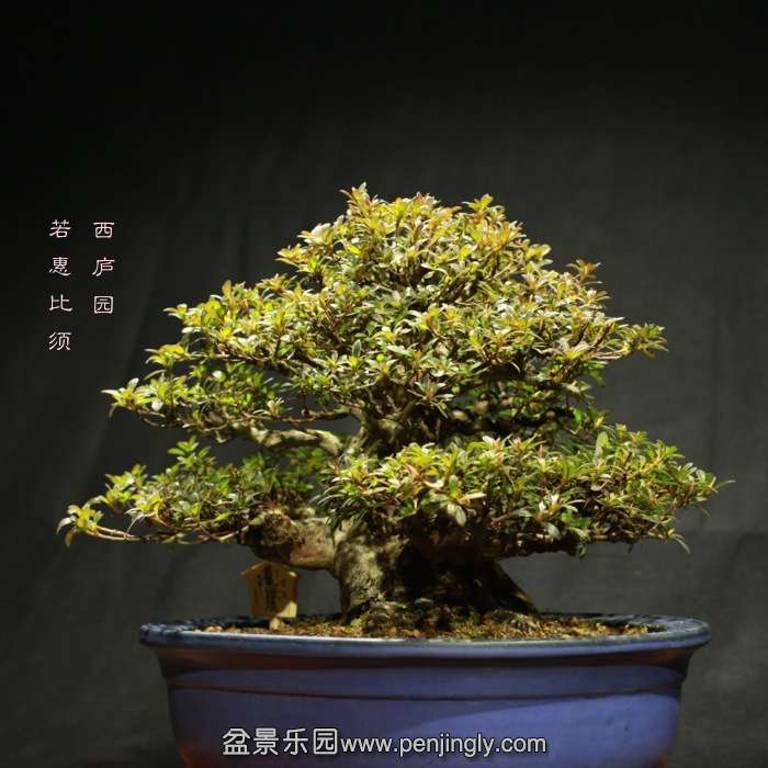 bonsai15122123.jpg