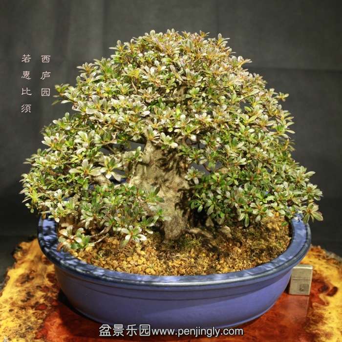 bonsai15122119.jpg