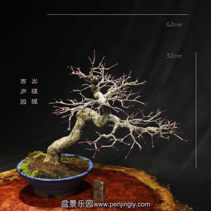 bonsai15122301.jpg