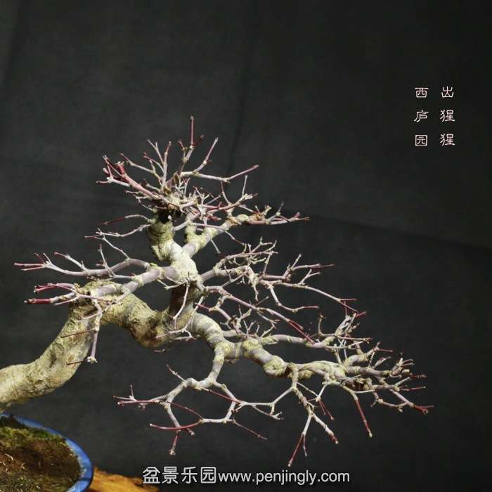 bonsai15122304.jpg