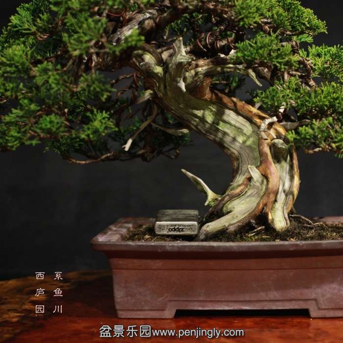 bonsai15122307.jpg