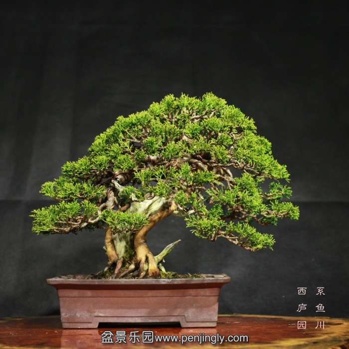 bonsai15122310.jpg