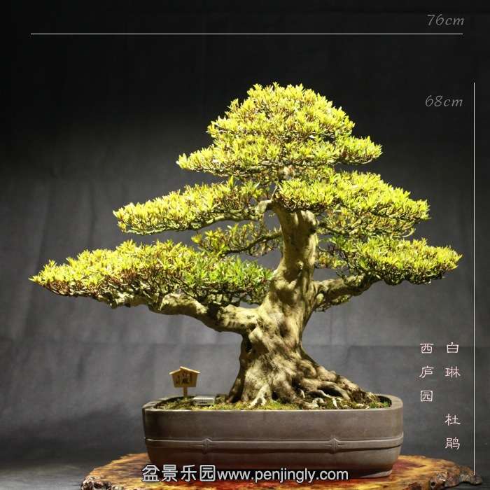 bonsai15122316.jpg