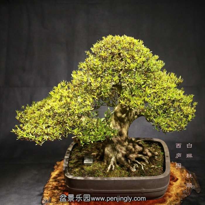 bonsai15122317.jpg