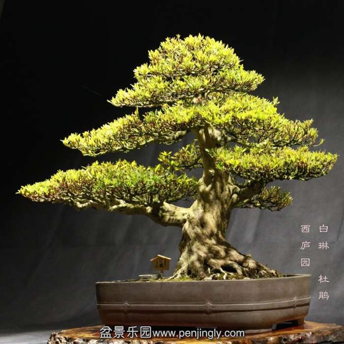 bonsai15122318.jpg