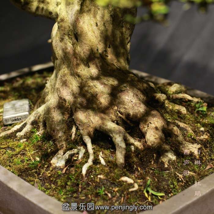 bonsai15122319.jpg