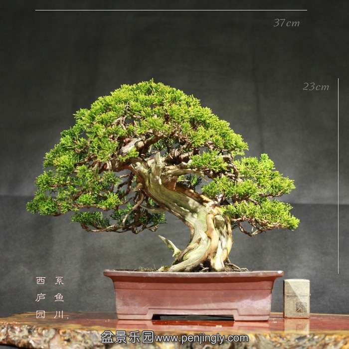 bonsai15122305.jpg