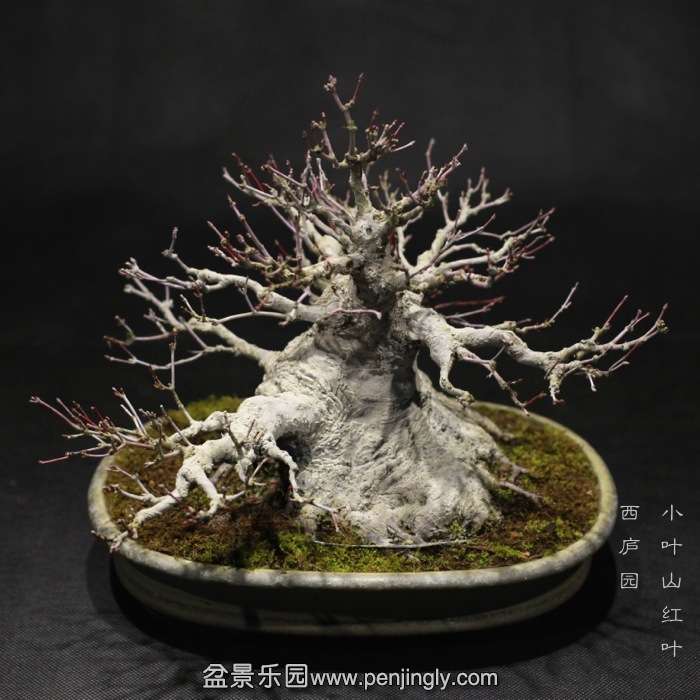 bonsai1601042.jpg