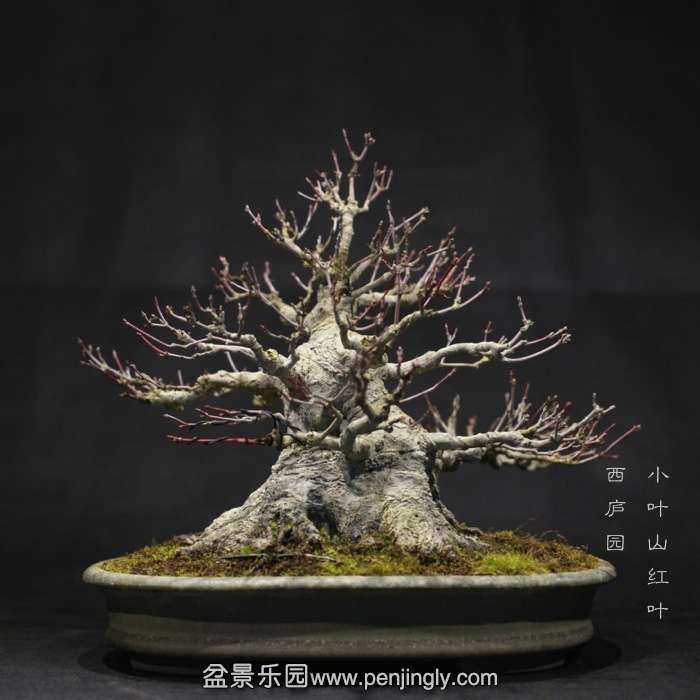 bonsai1601043.jpg