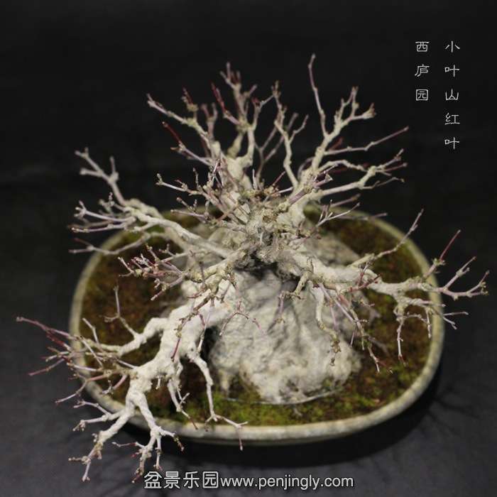bonsai1601044.jpg