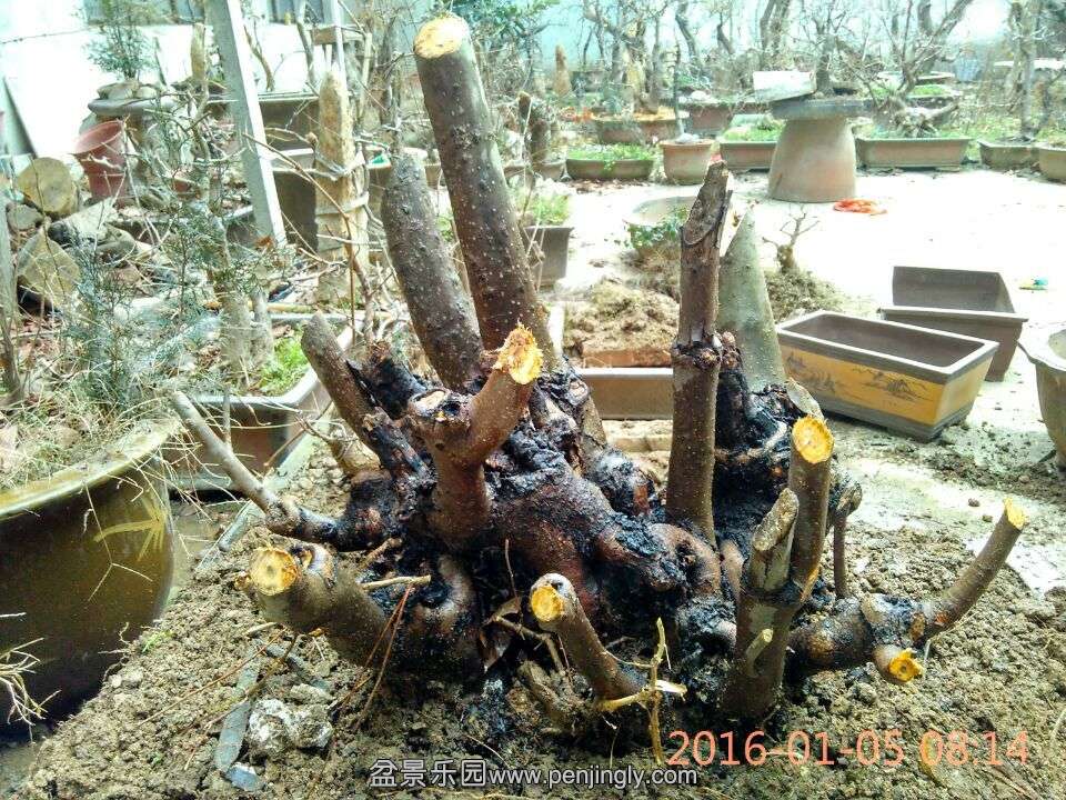 QQͼƬ20160105085931.jpg