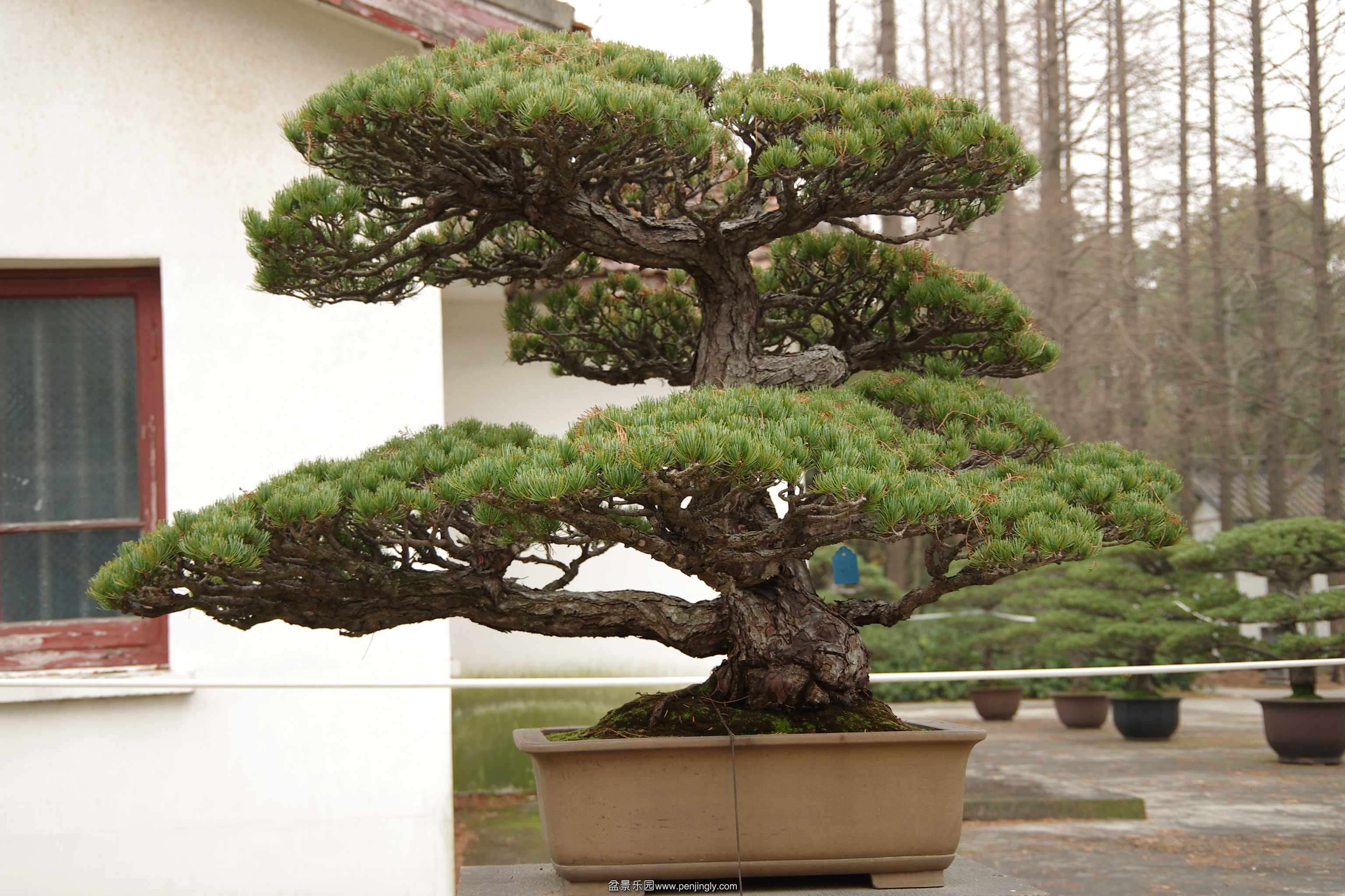 IMGP7958_conew2.jpg