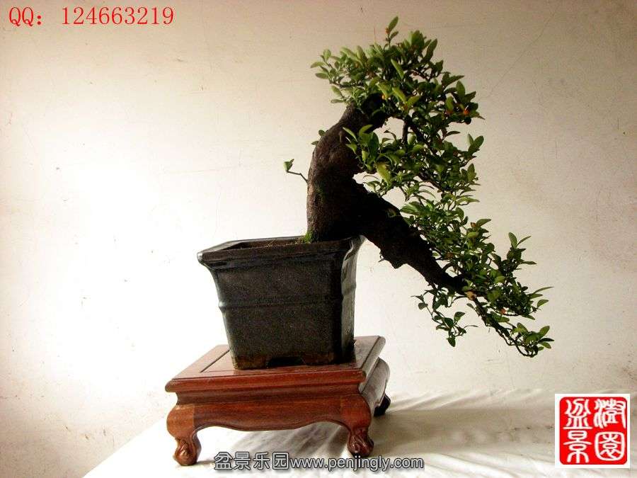 IMG_2212__.jpg
