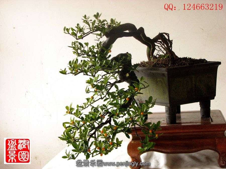 IMG_2221_.jpg