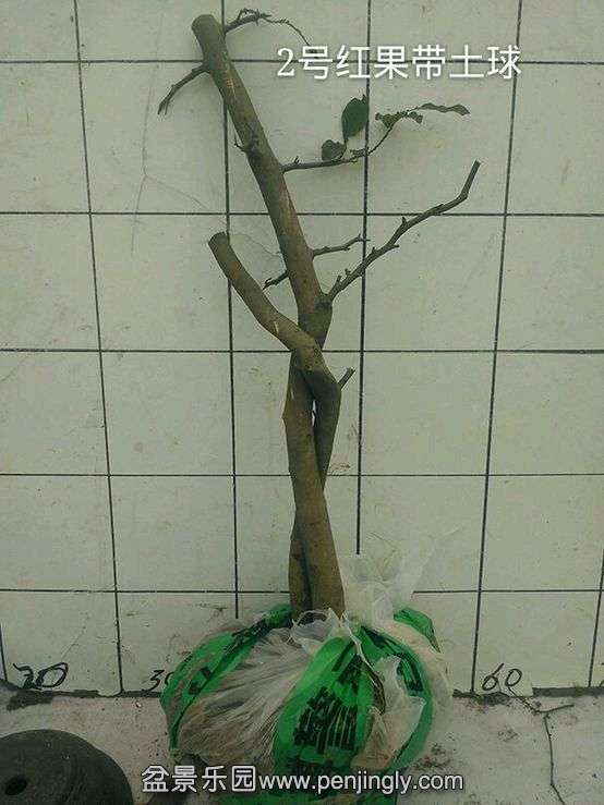 ԭ׮