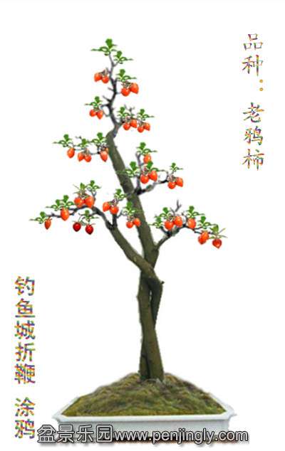 PͼЧ