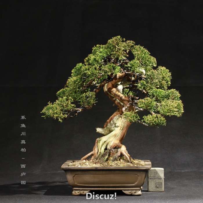 bonsai160113 - 8.jpg