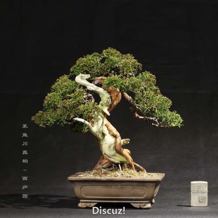 bonsai160113 - 10.jpg