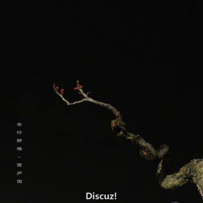 bonsai160113 - 14.jpg